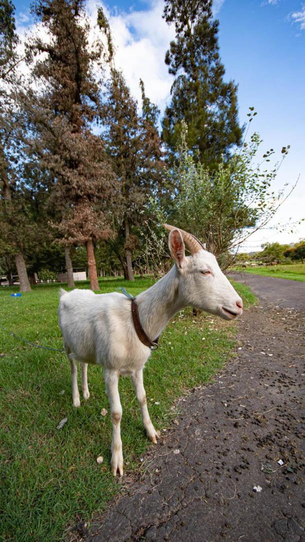 איבארה Hosteria Totoral מראה חיצוני תמונה